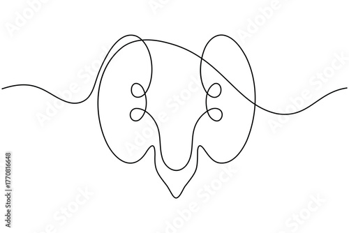 Human kidney anatomy continuous one line drawing on white background minimalist internal organ outline vector illustration