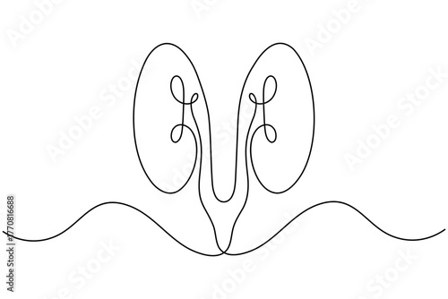 Human kidney anatomy continuous one line drawing on white background minimalist internal organ outline vector illustration