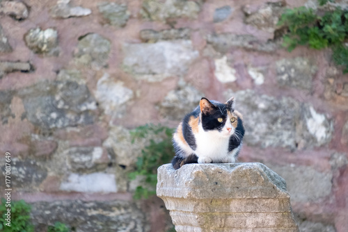 Photography A cat sits on an historic structure in Istanbul