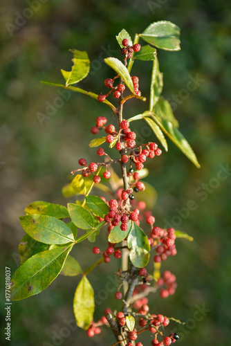 Zanthoxylum armatum is an evergreen shrub of the Rutaceae family, featuring aromatic leaves, sharp spines along the veins, and winged petioles. Used in herbal medicine and as a spice. 