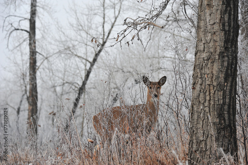 white tail deer hidden in the winter forest at city park