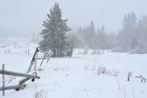 snow covered trees and fence in the pasture
