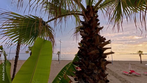 Decorative banana plant growing on a sandy beach at sunset. Tropical seaside scene with warm golden light and exotic vegetation near the coast.