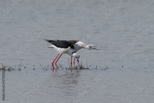 Bild auf Leinwand Mating black-winged stilts in shallow water at Bhigwan in Maharashtra, India