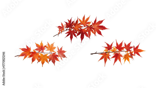 Red Maple Leaves png