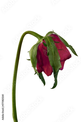 Wilted rose isolated on transparent background.