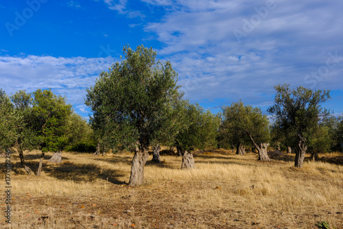 Olive tree in the garden wi...