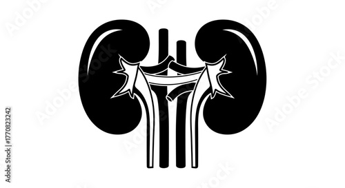 A stylized black and white illustration depicting the human kidney anatomy.