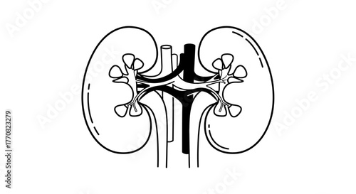 Detailed illustration of human kidney anatomy, showcasing internal structures and vessels.