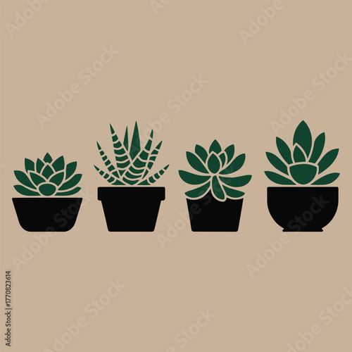 Four potted green succulents in black planters on a beige background potted plant