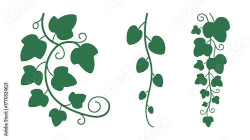 Green ivy vine decorative elements with swirls and leaves leaf