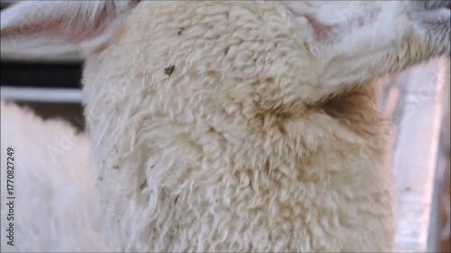Footage of hungry white cute alpaca (Lama pacos) eating and chewing a carrot stick in close up,  is a species of South American camelid mammal