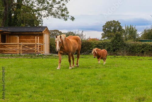 Quadro em tela Horse and Shetland Pony in a field