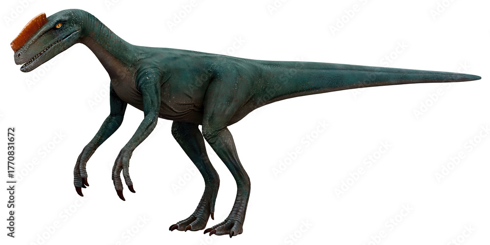 Fototapeta premium Velociraptor dinosaur with striking orange crest.
