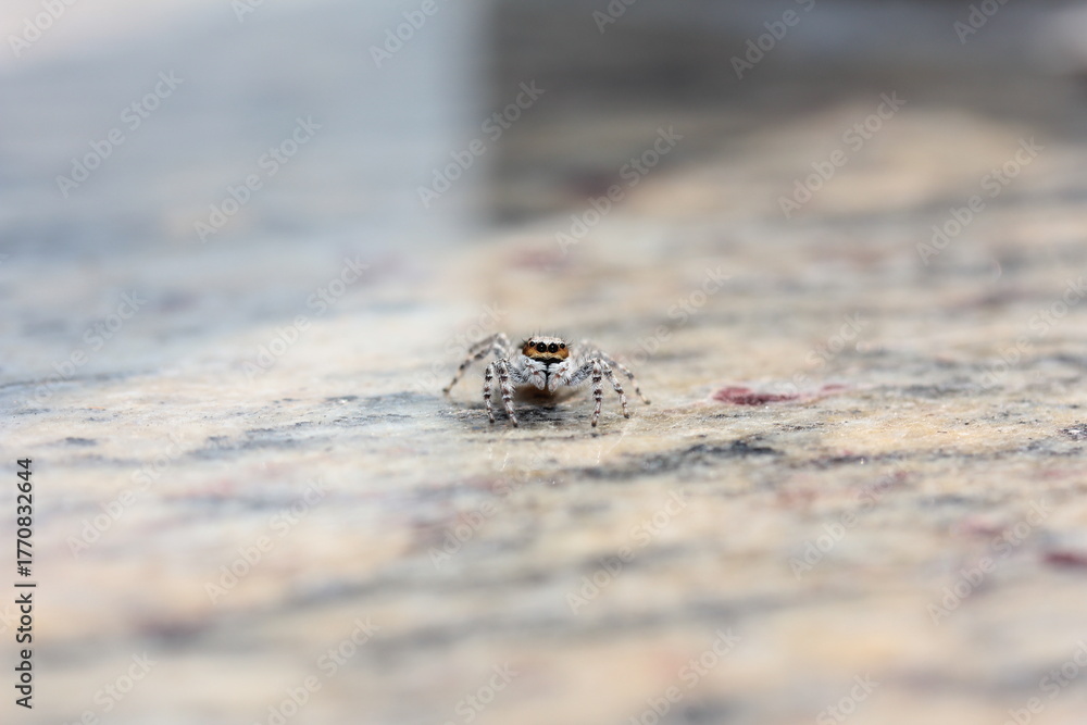 Fototapeta premium spider on the ground