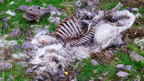 In a field, the bones and wool of a decaying sheep lie on the ground amidst grass and rocks. The carcass is decaying. This took place in rural Ireland.