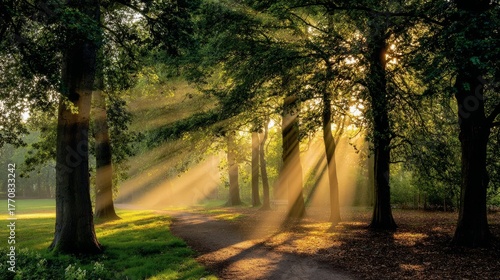 forest, nature, sun, tree, trees, landscape, light, green, sunlight, morning,...
