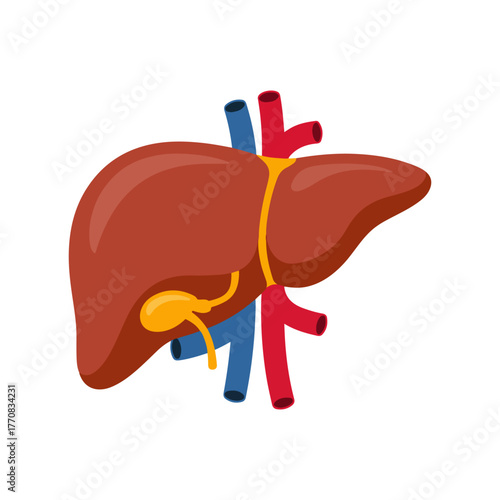 human liver organ medical vector illustration
