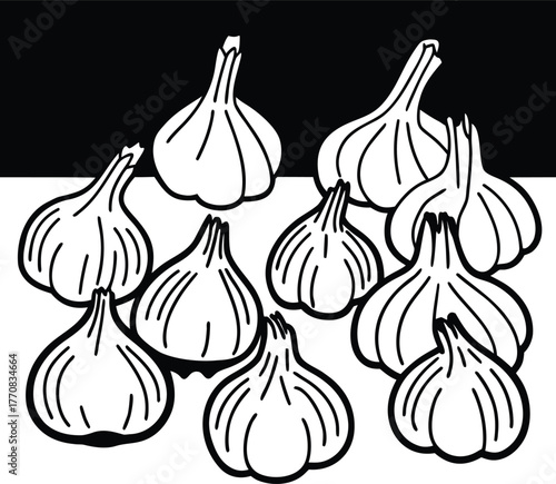 vector illustration of garlic