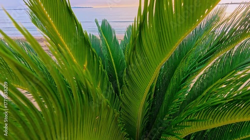 Close-up of a Sago Palm on a beach.