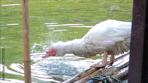 Playful white Muscovy duck (Cairina moschata) enjoy itself showering, Taking a Bath at lake water pond alone, is a shelduck native to the Americas
