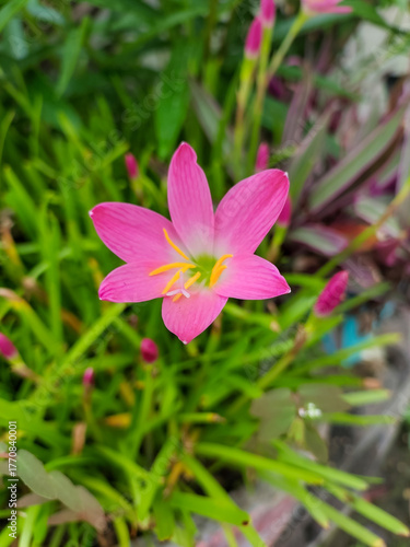 Pink crocus flower blooming in garden, nature photography, floral wallpaper 