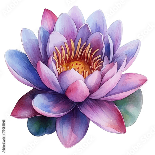 watercolor of Water Lily Flower, vector, isolated on a white background.