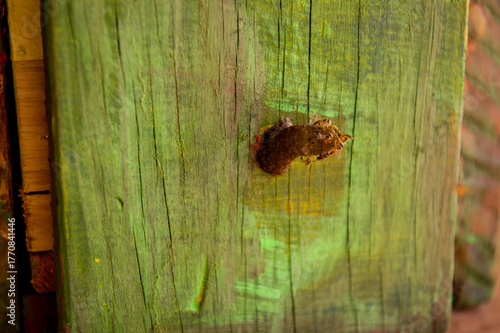 Meliponary with a swarm of Jataí bees (Tetragonisca angustula), Brazilian stingless bee