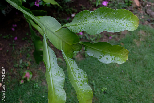 Close-up of Wijayakusuma or Epiphyllum oxypetalum leaves after rainfall, showing smooth, glossy green surfaces with fresh water droplets