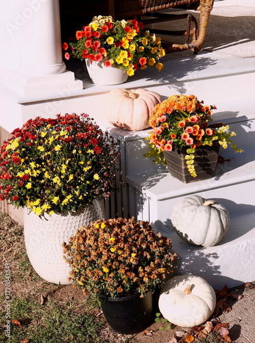 White Pumpkins and Mums for Halloween