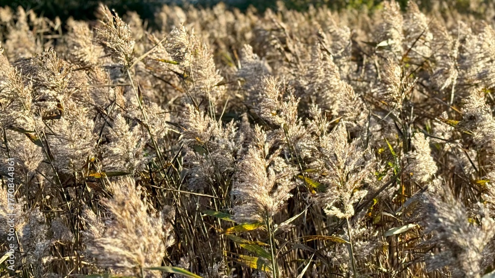 Fototapeta premium Dense field of common reed (Phragmites australis) with fluffy seed heads glowing in golden autumn sunlight, swaying gently in the wind.