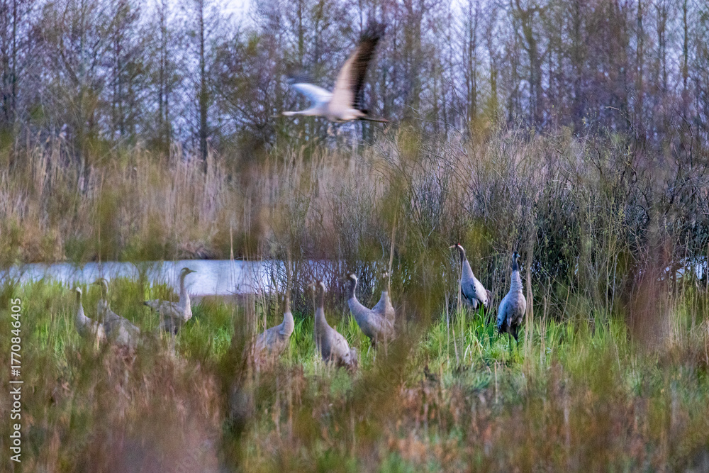 Obraz premium cranes at the roosting site