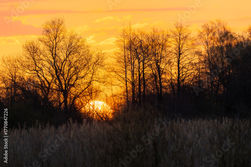 Wallpaper Mural sunset in the forest Torontodigital.ca