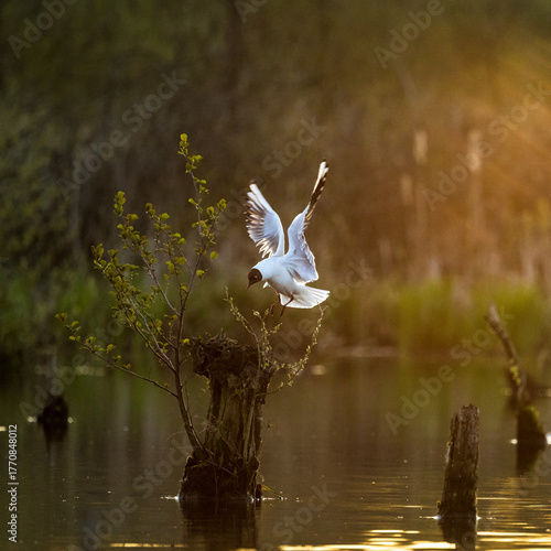 Wallpaper Mural bird in flight Torontodigital.ca