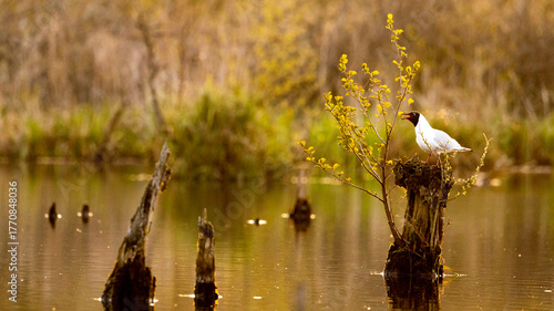 Wallpaper Mural landscape Torontodigital.ca