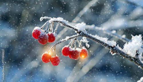 red berries in snow
