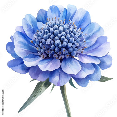 Scabiosa Flower, watercolor clipart vector, isolated on a white background.
