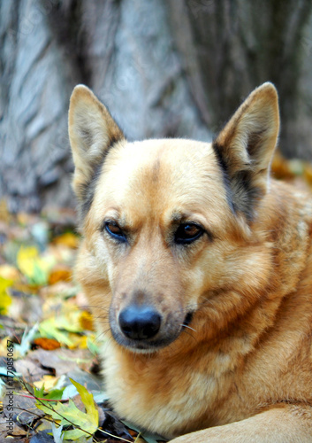 Portrait of a brown dog against a background of с leaves