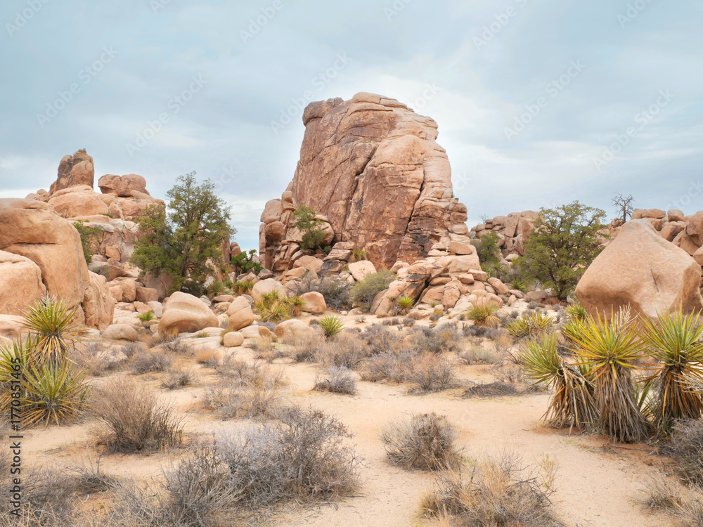 Naklejka premium Joshua Tree National Park near Twentynine Palms during a summer season in California, USA