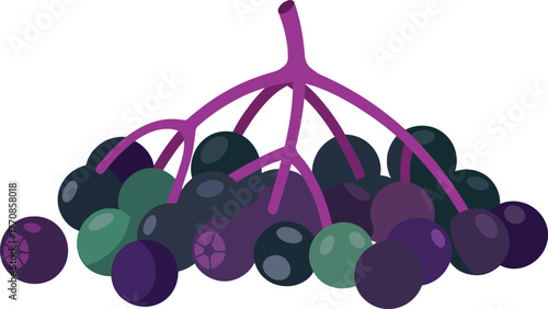 Elderberry plant with ripe berries on transparent background