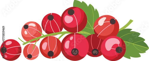 Fresh Red Currants Bunch with Green Leaf Vector Illustration Berry Food Design