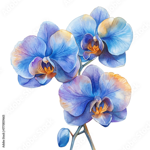 Orchid Flower, watercolor drawing vector, isolated on a white background.