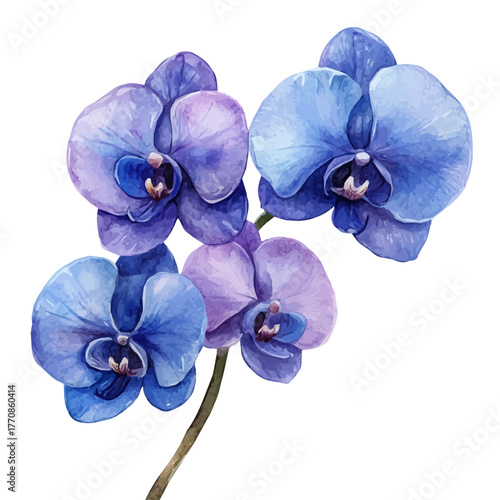 watercolor vector of Orchid Flower, isolated on a white background.