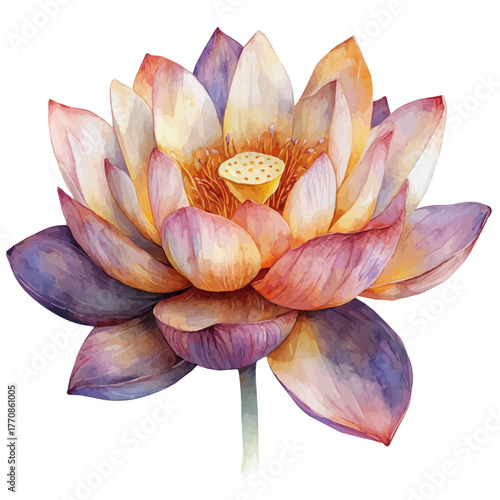Lotus Flower, watercolor clipart vector, isolated on a white background.