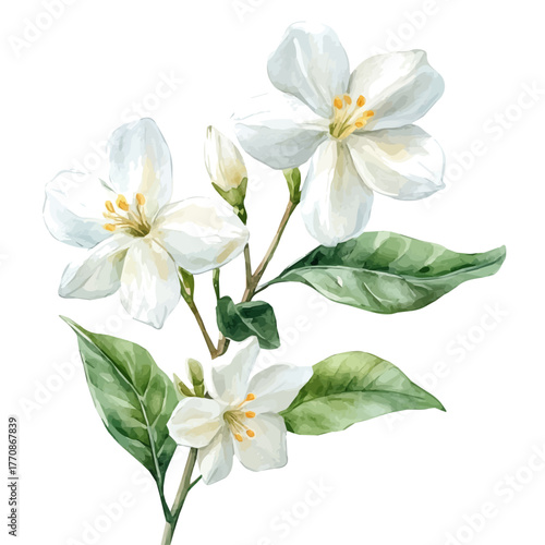 watercolor vector of Jasmine Flower, isolated on a white background.