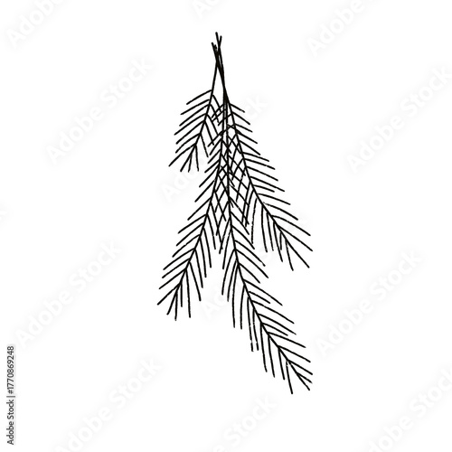 Minimalist Christmas botanical illustration in line art style. Hand-drawn leaf, branch or berries with pencil style contour and clean design. Perfect for holiday cards, packaging, prints