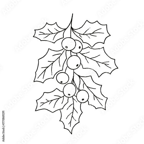Minimalist Christmas botanical illustration in line art style. Hand-drawn leaf, branch or berries with pencil style contour and clean design. Perfect for holiday cards, packaging, prints
