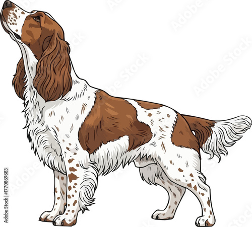French Spaniel dog standing looking up vector illustration