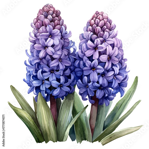 watercolor of Hyacinth Flower, vector, isolated on a white background.