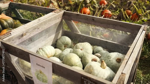Fresh organic pumpkins in a wooden box on a farm during harvest season. Concept of agriculture, healthy food, sustainability, and autumn market.